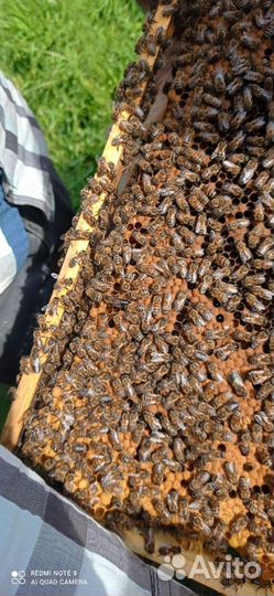 Пчелопакеты Карника