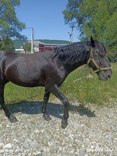 Карачаевский жеребец