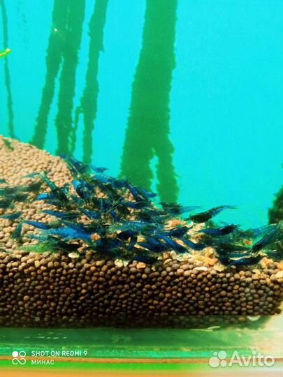 Аквариумные растения, рыбки и креветки