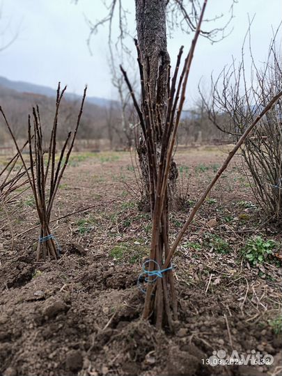 Саженцы сумах оленерогий