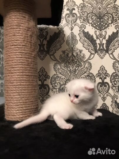 Котята шотландская помесь