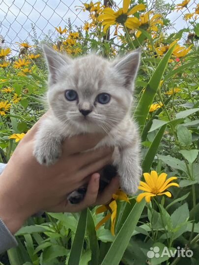 Британская кошка