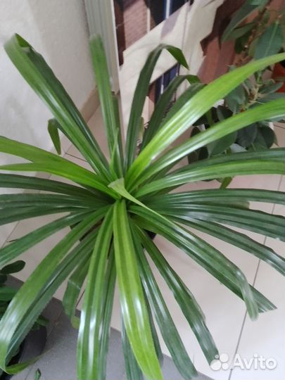 Панданус. Винтовая пальма