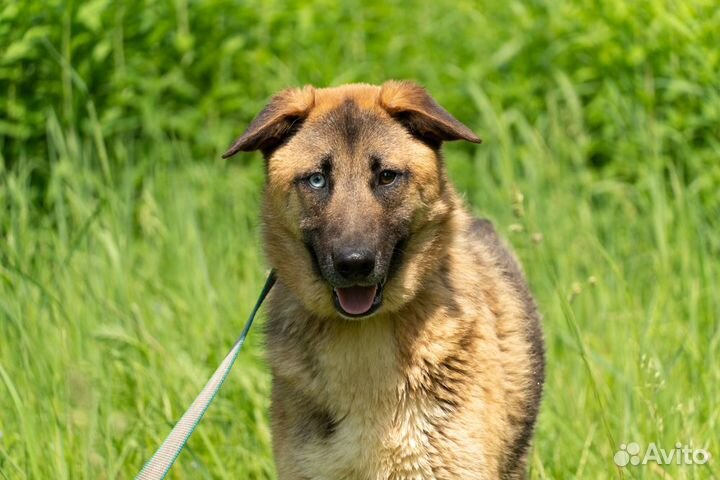 Красавец Маркус в добрые руки