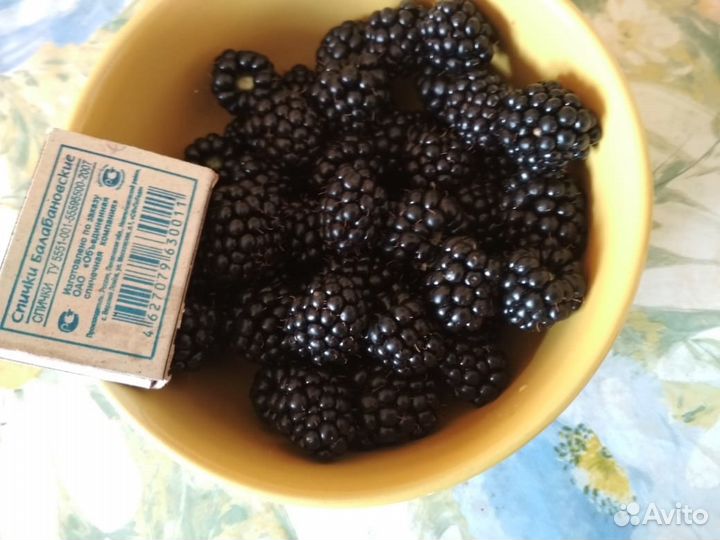 Безшиповая ежевика