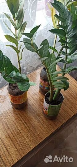 Долларовое дерево