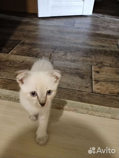 Вислоухие котята в добрые руки