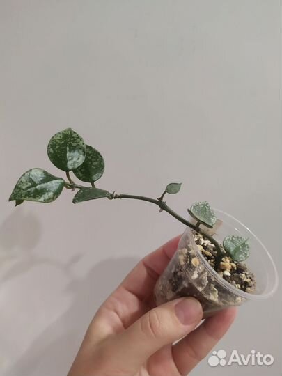 Хойя лакуноза