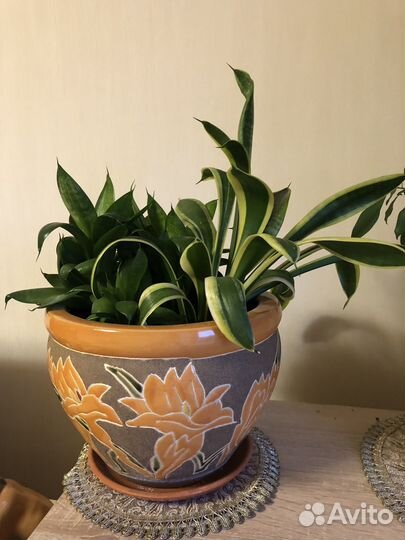 Сансевиерия 2вида в одном горшке