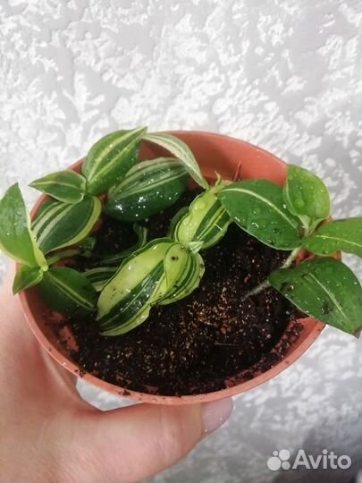 Традесканция