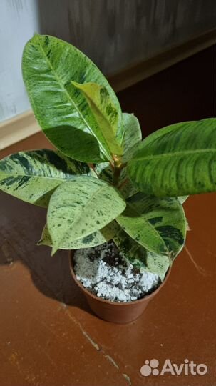 Фикус шривериана