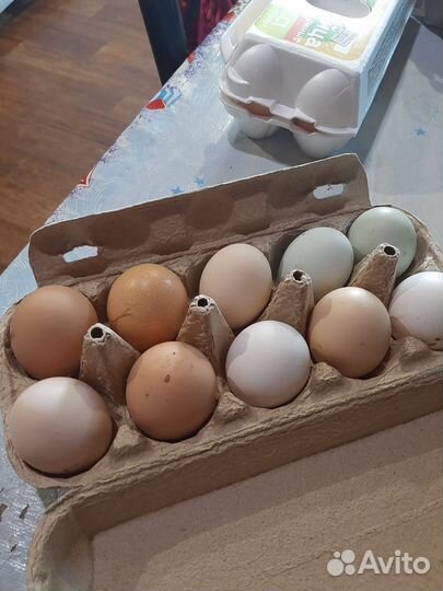 Домашние куриные яйца