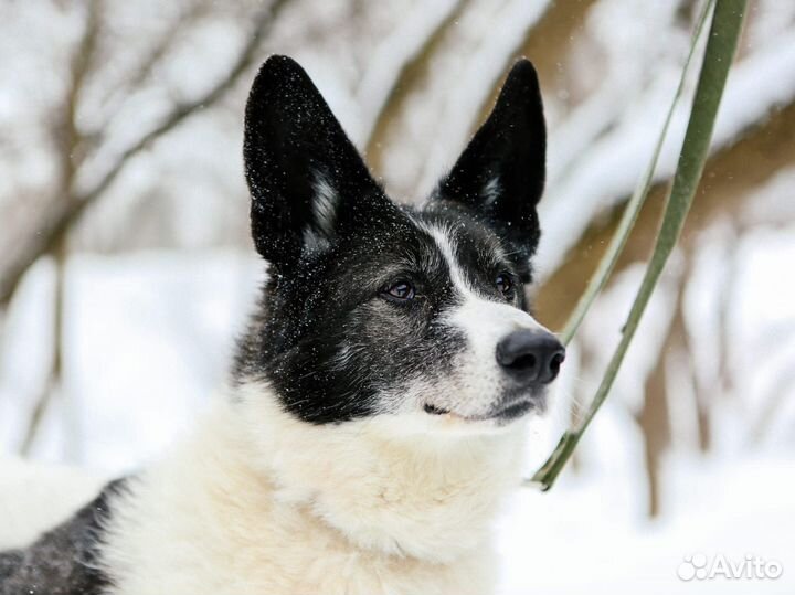 Пёс Тимон в добрый руки