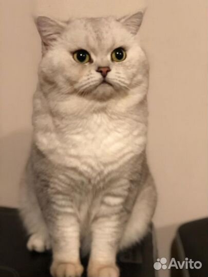 Вязка кот британец