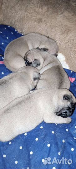 Щенок мопса бронирование