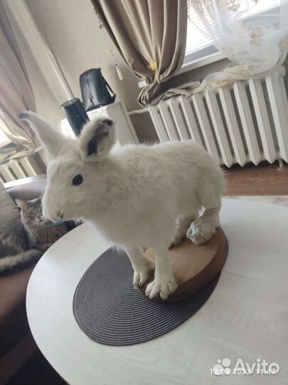 Чучело зайца