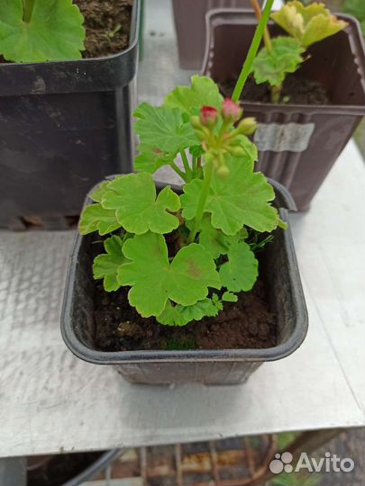 Пеларгония (герань)