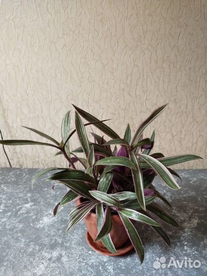 Комнатные цветы