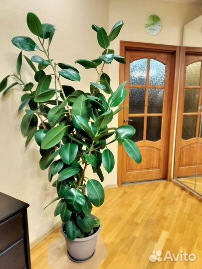 Фикус каучуковый Красавец 185 см