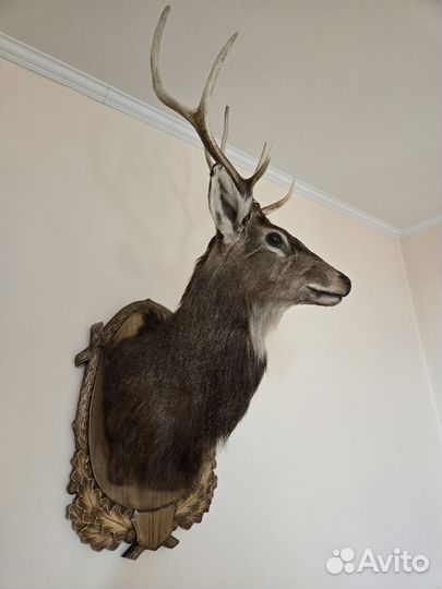 Чучело благородного оленя