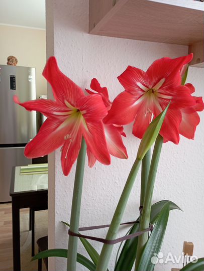Амариллис красный