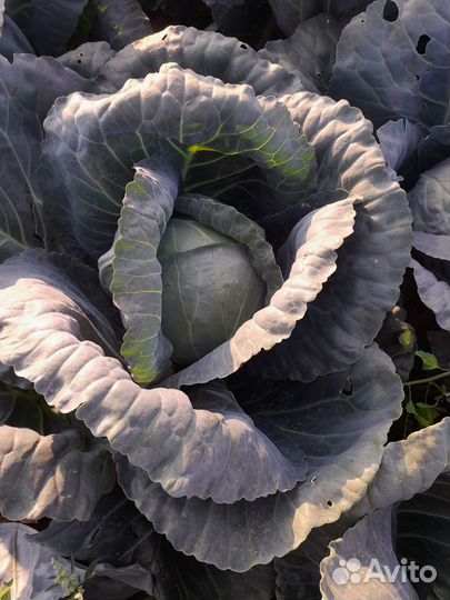 Капуста белокочанная