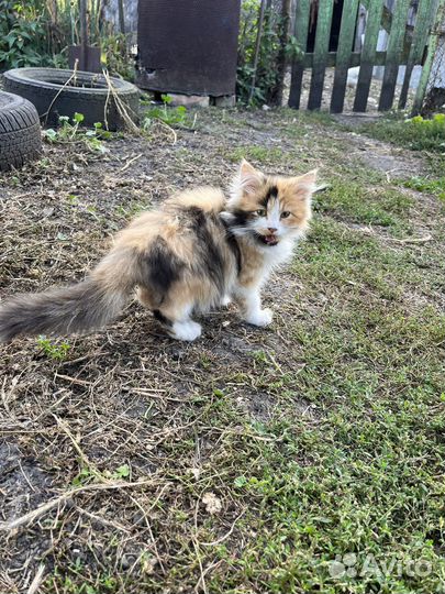 Котенок девочка в добрые руки