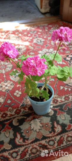 Комнатные растения цветы