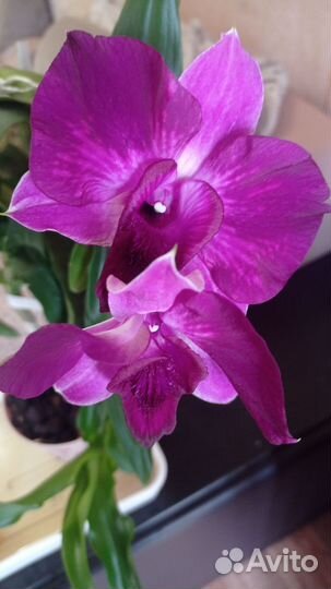 Орхидея Dendrobium Anucha Flare