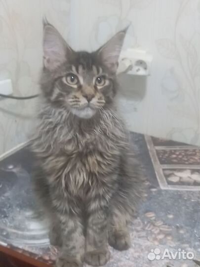 Мейн-кун кот