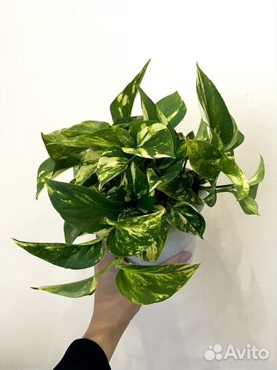 Сциндапсус золотистый эпипремнум