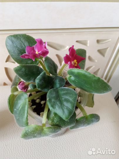 Фиалки стартеры