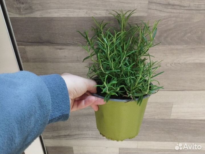 Розмарин в горшке