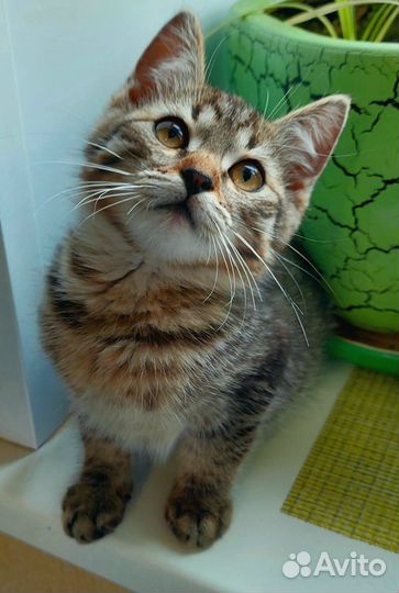 Котенок Марсель ищет дом