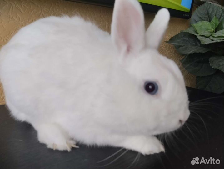 Вязка Белый Гермелин