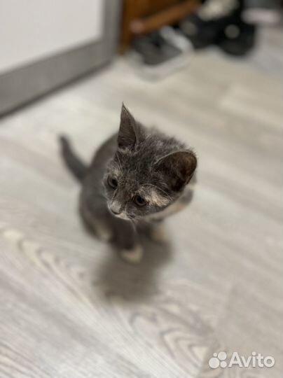 Котенок