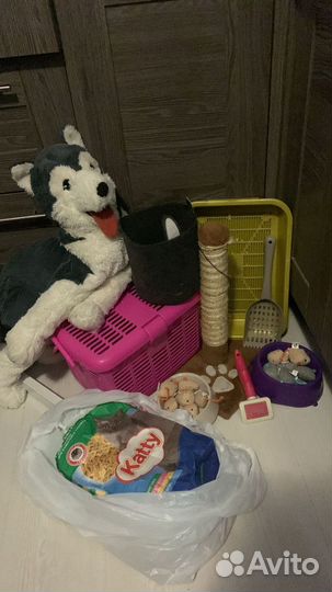 Когтеточка. Набор для котенка. За всё