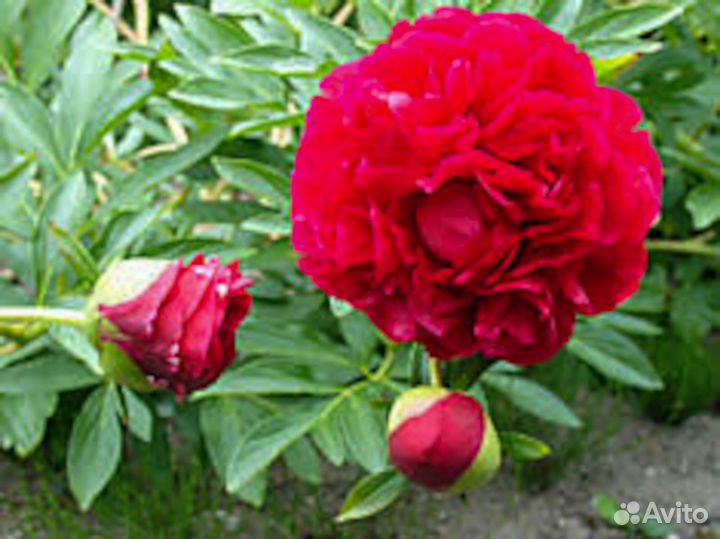 Пионы редкие сорта. Совместная закупка из ес