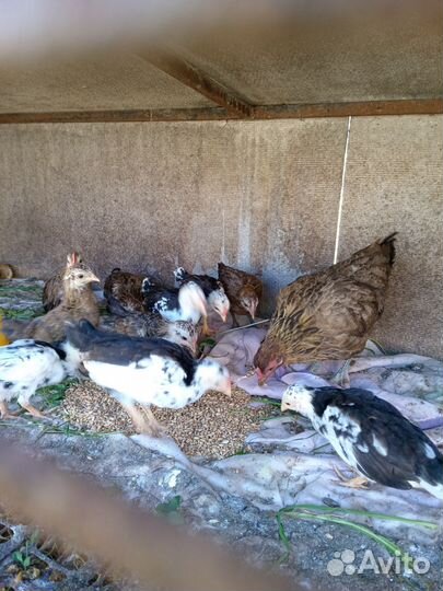 Курочки бентамки