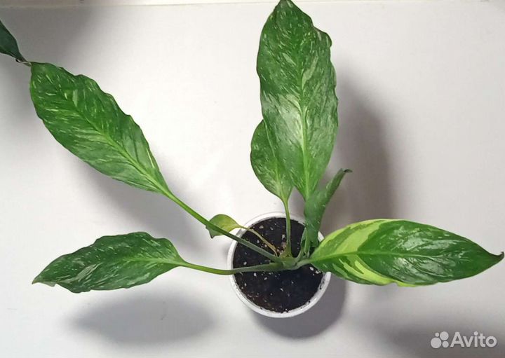 Спатифилум Джемени