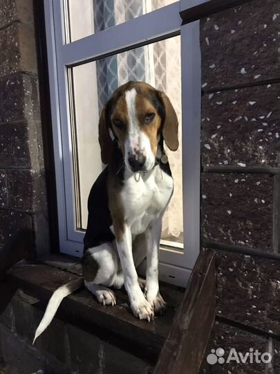 Вязка эстонская гончая