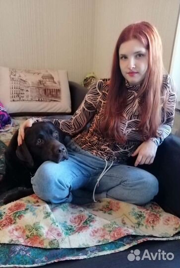 Передержка собак домашняя