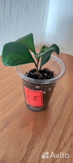 Фикус Триангулярис Грин Дрим (Кокетка)