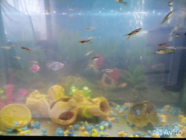 Аквариум с рыбками и аксессуарами