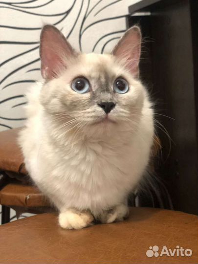 Кошка