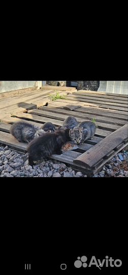 Котенок 2мес. Брюс черно-коричневый пуховик лесной