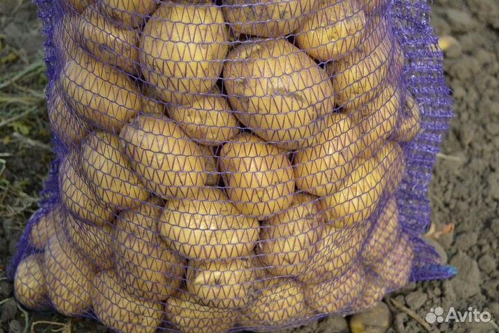Продам картофель