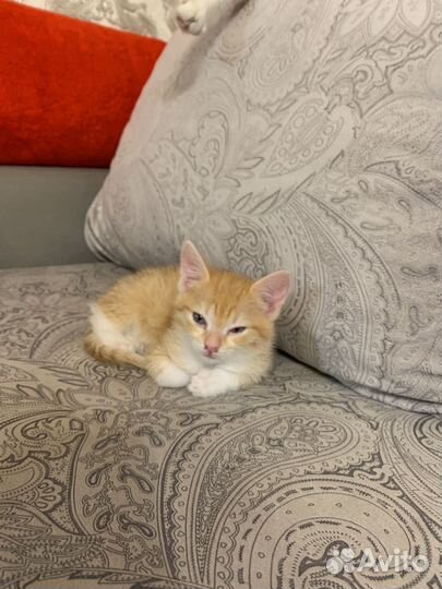 Котенок