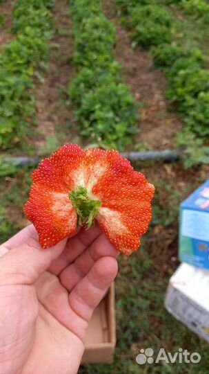 Клубника ремонтантная,сорт Елизавета