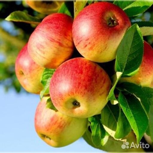 Яблони в ассортименте